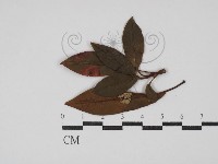 登錄號:F0030464藏品圖，第1張