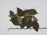 登錄號:F0030465藏品圖，第1張