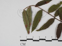 登錄號:F0030467藏品圖，第1張