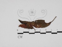 登錄號:F0030470藏品圖，第1張