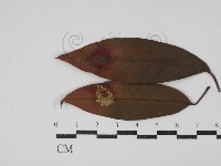 登錄號:F0030471藏品圖，第1張