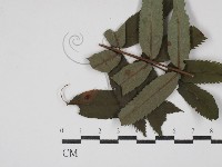 登錄號:F0030473藏品圖，第1張