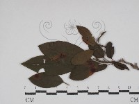 登錄號:F0030474藏品圖，第1張