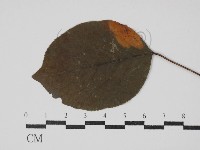 登錄號:F0030475藏品圖，第1張