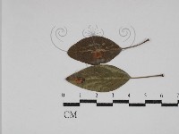 登錄號:F0030476藏品圖，第1張