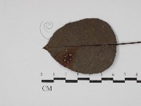 登錄號:F0030477藏品圖，第3張