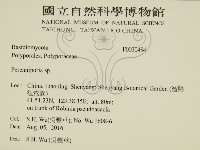 多年臥孔菌屬藏品圖，第2張