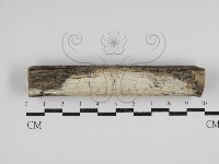 登錄號:F0030495藏品圖，第1張