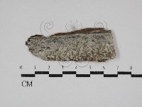 登錄號:F0030497藏品圖，第1張