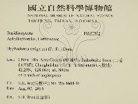 剛毛絲皮菌藏品圖，第2張