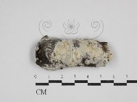 剛毛絲皮菌藏品圖，第1張