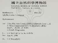 絲齒菌屬藏品圖，第2張