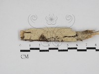 絲齒菌屬藏品圖，第1張