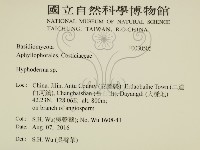 絲皮菌屬藏品圖，第2張