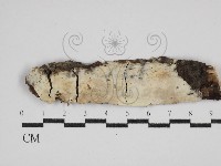 絲皮菌屬藏品圖，第1張