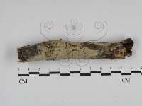 登錄號:F0030511藏品圖，第1張