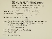 剛毛絲皮菌藏品圖，第2張