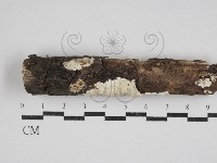 絲皮菌屬藏品圖，第1張