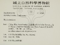 絲齒菌屬藏品圖，第2張