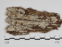 絲齒菌屬藏品圖，第1張