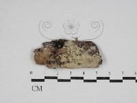 登錄號:F0030526藏品圖，第1張