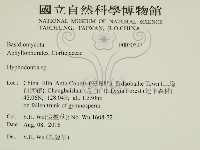 絲齒菌屬藏品圖，第2張