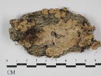 登錄號:F0030529藏品圖，第1張