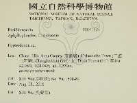 絲齒菌屬藏品圖，第2張