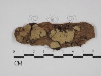 登錄號:F0030536藏品圖，第1張