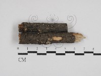 盤革菌屬藏品圖，第1張