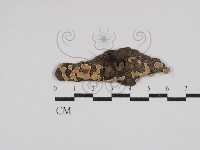 登錄號:F0030540藏品圖，第1張