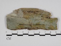 樹脂殼菌屬藏品圖，第1張