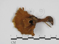 登錄號:F0030545藏品圖，第1張