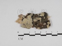 樹脂殼菌屬藏品圖，第1張