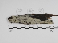 絲齒菌屬藏品圖，第1張