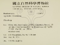 珊瑚菌屬藏品圖，第2張