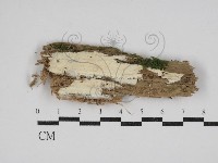 登錄號:F0030559藏品圖，第1張