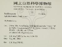 絲齒菌屬藏品圖，第2張