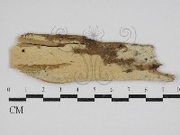 絲齒菌屬藏品圖，第1張