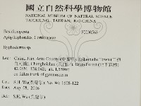 絲皮菌屬藏品圖，第2張