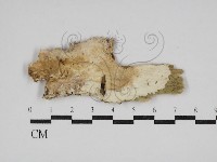 登錄號:F0030564藏品圖，第1張