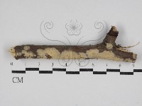 筍殼菌屬藏品圖，第1張