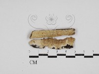 登錄號:F0030569藏品圖，第1張
