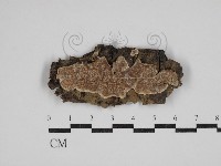 刺皮菌屬藏品圖，第1張