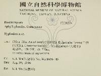 絲齒菌屬藏品圖，第2張