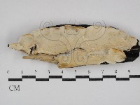 骨皮菌屬藏品圖，第1張