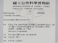 蠔韌革菌藏品圖，第2張