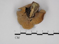 蠔韌革菌藏品圖，第3張