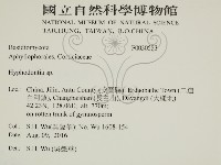 絲齒菌屬藏品圖，第2張