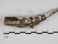 登錄號:F0030584藏品圖，第1張